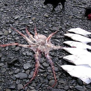 Kodiak Octopus and Halibut