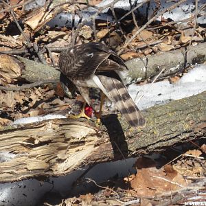 '17 IA A11 SHARPED SHINNED HAWK