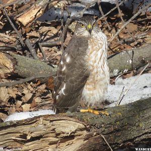 '17 IA A13 SHARPED SHINNED HAWK