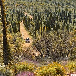 Valle de Los Cirios bloom