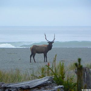 redwood Elk