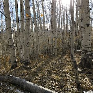 Aspen grove