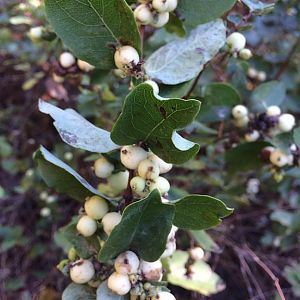 snowberries