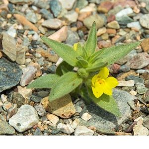 Death Valley Plant