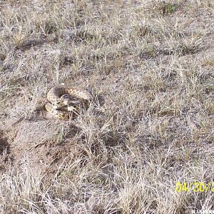 Rattlesnake looking and acting gopher snake