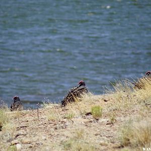 Turkey Vultures