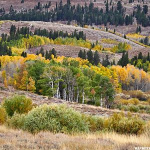 8a Dunderberg Meadows closeup