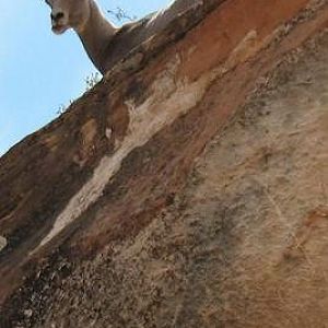 mtn goat.jpg