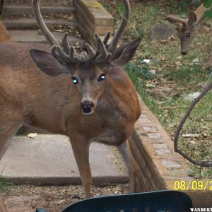 Bad hair day-Susanville