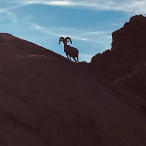 Desert Bighorn