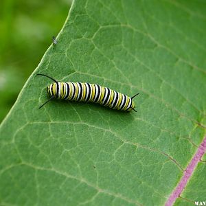 Monarch Caterpillar