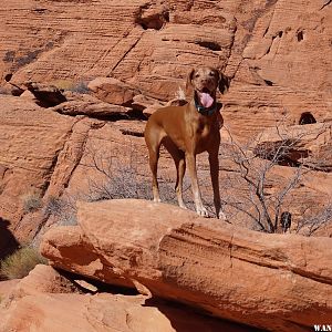 ZuZu in Valley of Fire