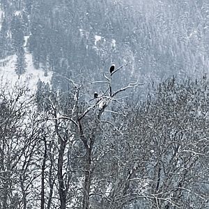 Bald Eagle Pair