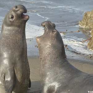 sparring juveniles