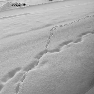 Fox Track in Fresh Snow