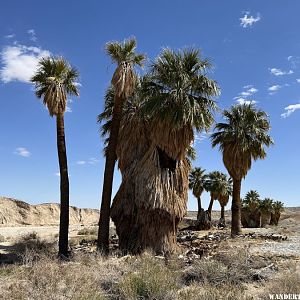 anza 17 palms oasis