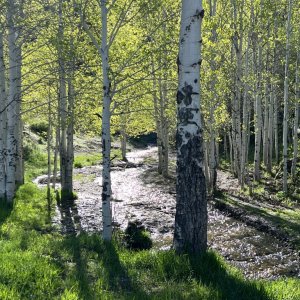 Dispersed campsite along Coal Creek