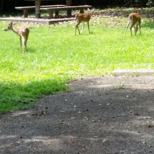 Oh Deer.  Fellow campers at the site next to us