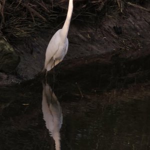 Snowy Egret