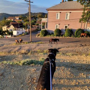 Ursula sees the wild horses