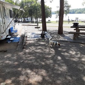 SEVEN POINTS (TN) Hank the JRT loved the swim beach,