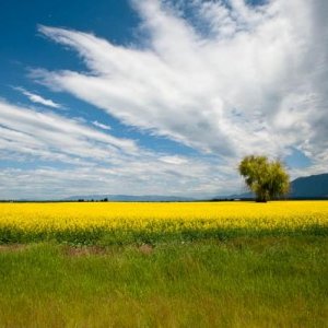 Canola Field, MT