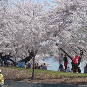 Washington DC, April 2013 0193 - peak of the cherry blossums