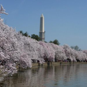 Washington DC, April 2013 0197 - peak of the cherry blossums

We did a couple of "Washington by Foot" tours (donation) which were quite good. One arou