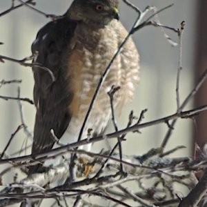 Sharp-shinned hawk outside our window