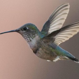 Hummingbird, Wenatchee River County Park, WA