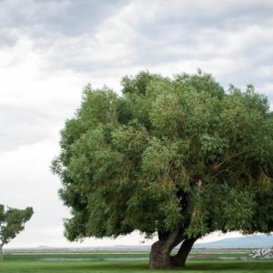 A Tree, Collier Memorial State Park, OR