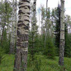 Aspens at Whistler's Campground, Jasper