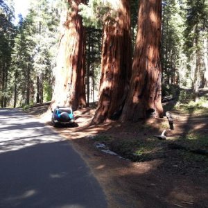 Sequoia National Park