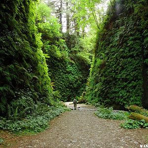 Fern Canyon