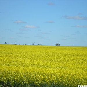 A yellow field of canola in ND