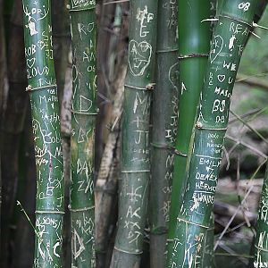 Bamboo - Hanakapi`ai Falls Trail