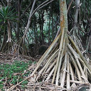 Interesting Trees - Hanakapi`ai Falls Trail