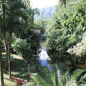 Our Jungle Cottage outside of Hanalei