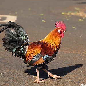 The Ubiquitous Rooster - Poipu