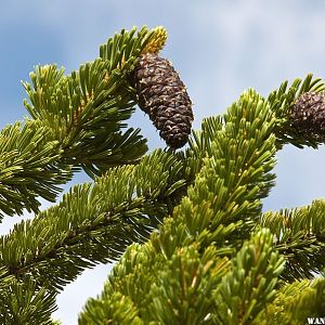 Bristlecone Pine