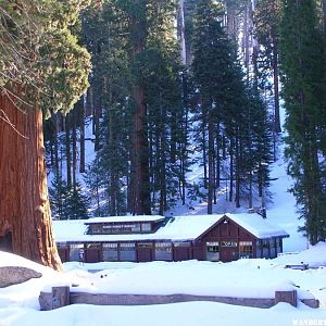 Giant Forest Museum in Sequoia