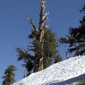 Bristlecone Pines on Telescope Peak