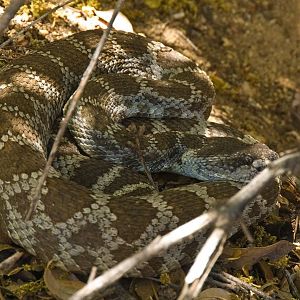 Hetch Hetchy Rattler