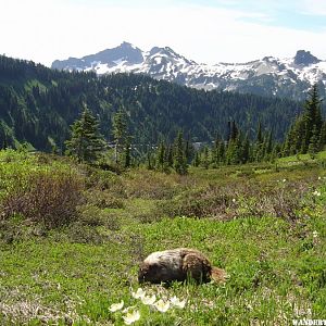 Marmots