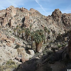 Lost Palms Oasis Trail