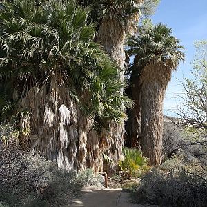 Cottonwood Spring