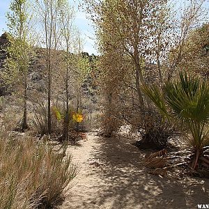 Cottonwood Spring