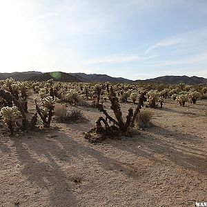 Cholla Cactus Garden