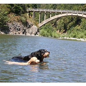 Dogs in Mad River