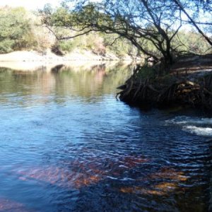 Spring adds to the waters of the Suwannee River